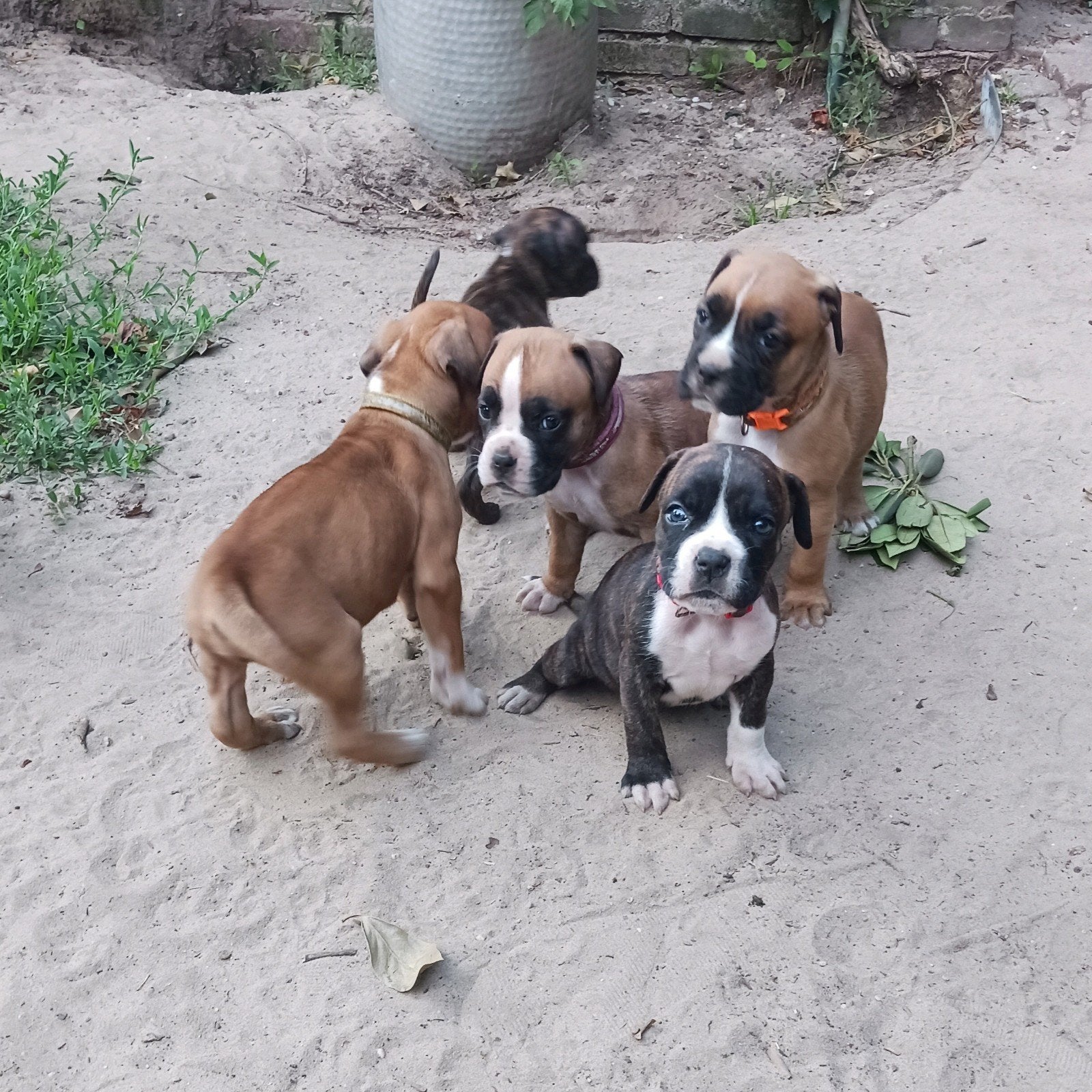 Prachtige Boxer puppy/ pups Nog 1 teefje en 2 Reutjes, Overige rassen, 8 tot 15 weken, Meerdere, Meerdere dieren