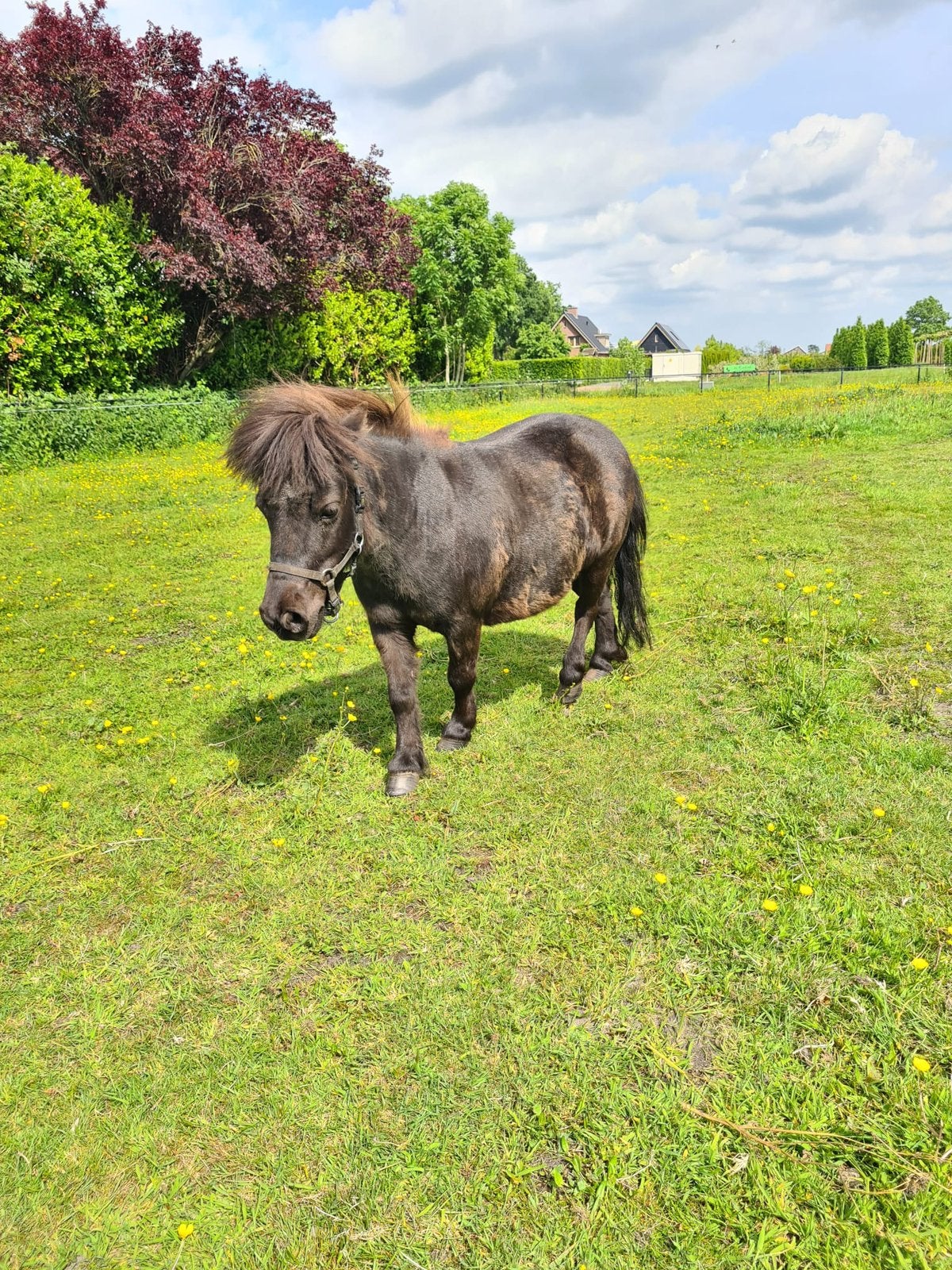 Mini Pony, Dieren en Toebehoren, Pony's, Merrie, Niet van toepassing, A pony (tot 1.17m), 7 tot 10 jaar