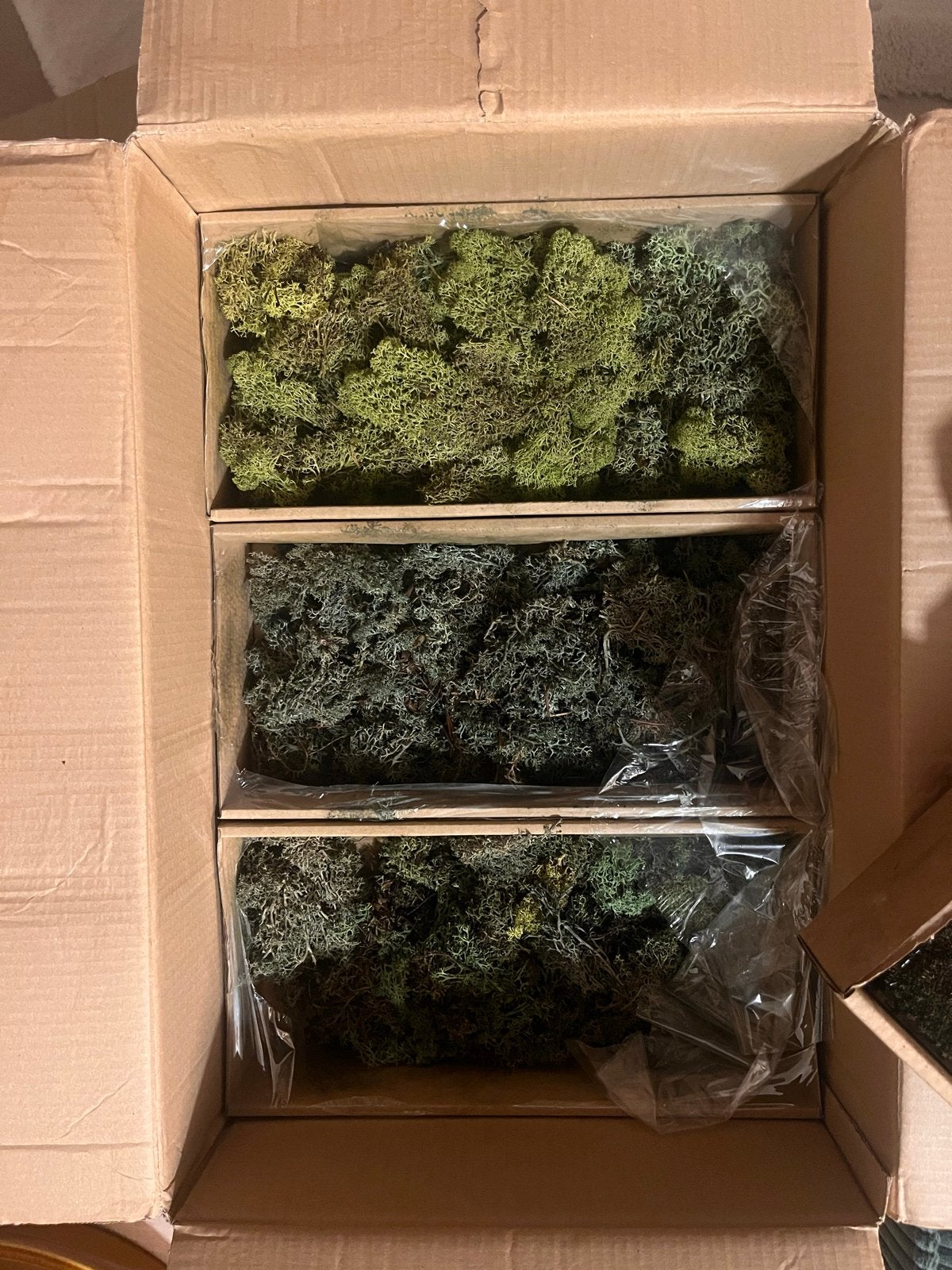 Rendiermos, Vaste plant, Bloeit niet, Volledige schaduw, Ophalen