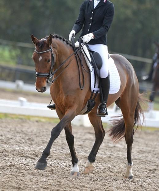 Ervaren dressuurpaard!, Merrie, ZZ, Met stamboom, Dressuurpaard