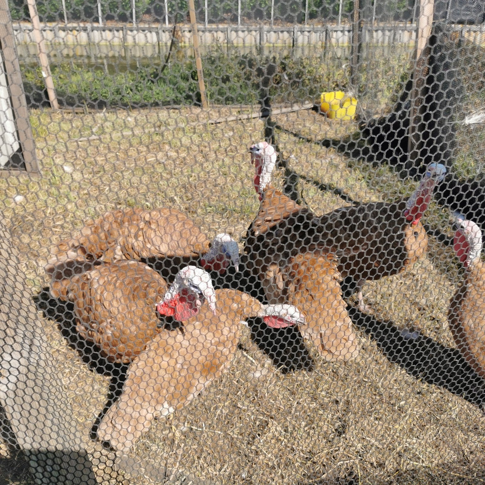 Rode Kalkoenen 1 jaar oud, Dieren en Toebehoren, Meerdere dieren, Kalkoen