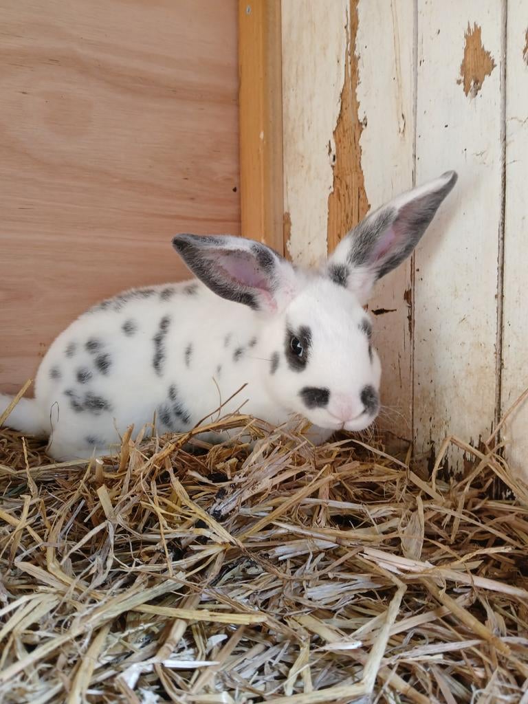 Mooie getatoeëerde Rex ram, Dieren en Toebehoren, Konijnen, Mannelijk, Middelgroot, 0 tot 2 jaar