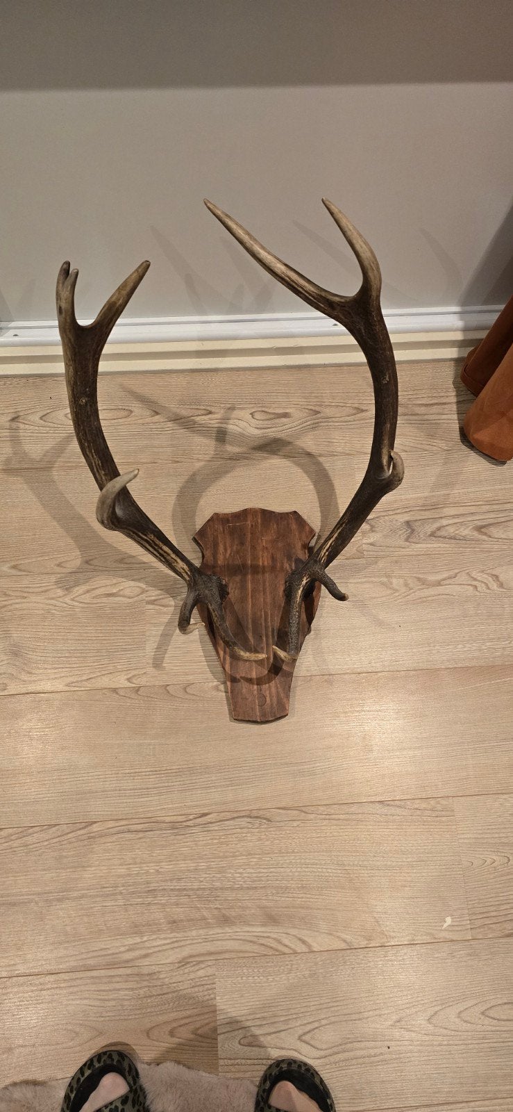 Mooi groot hertengewei met 11 punten op houten schild, Ophalen, Gebruikt