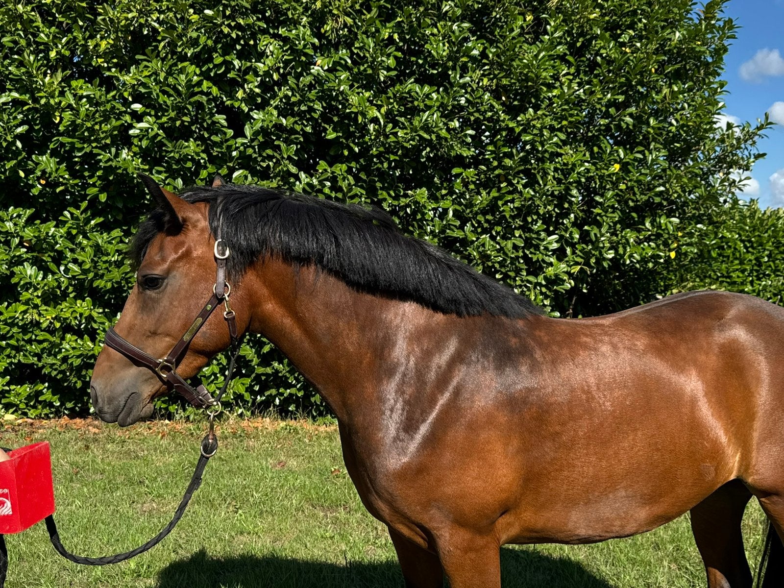 Meerdere jonge new forest ponys, Dieren en Toebehoren, Pony's, Met stamboom, Ruin, Springpony, Zadelmak