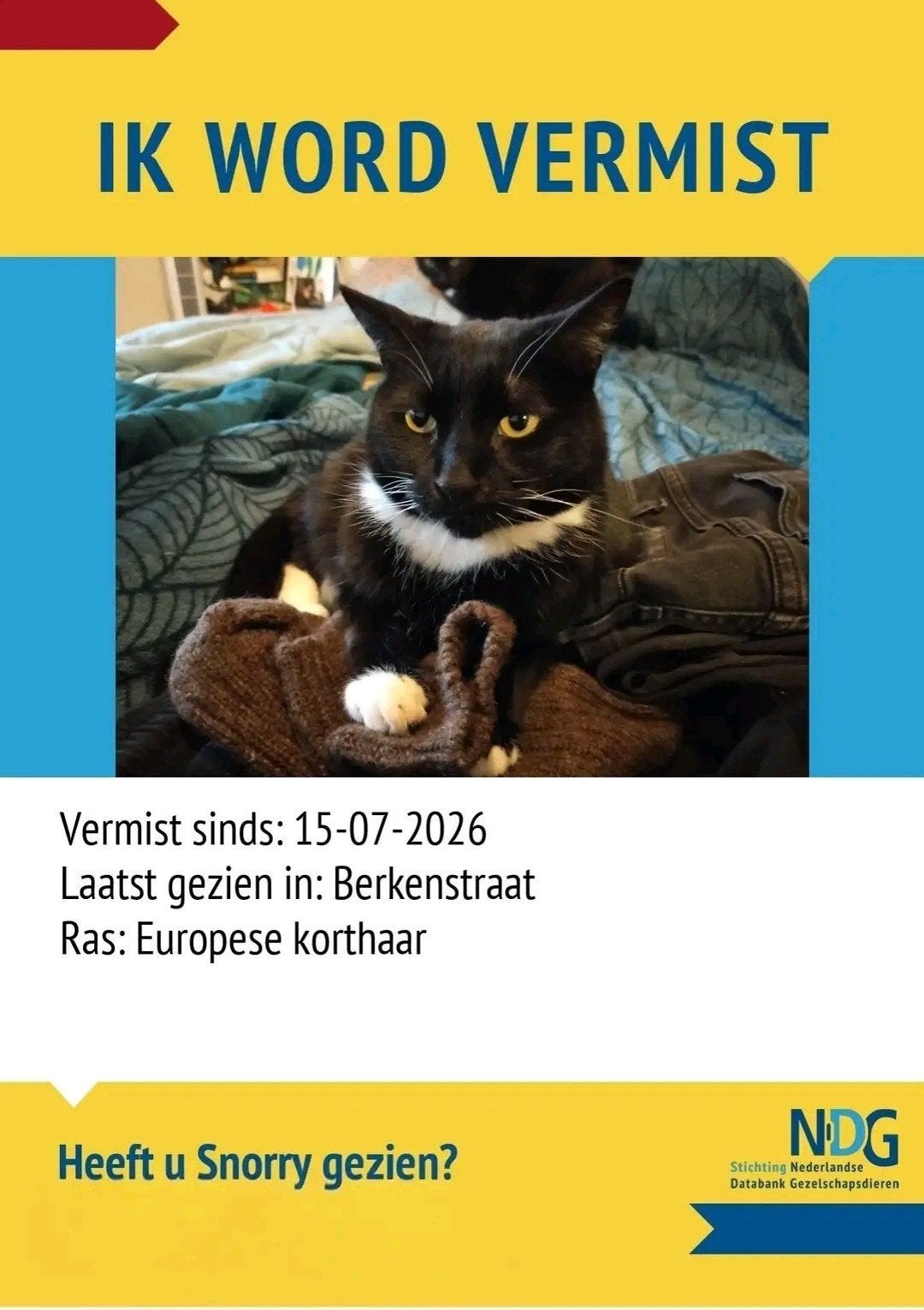 Vermist Snorry, in Ochten, Dieren en Toebehoren, Kat