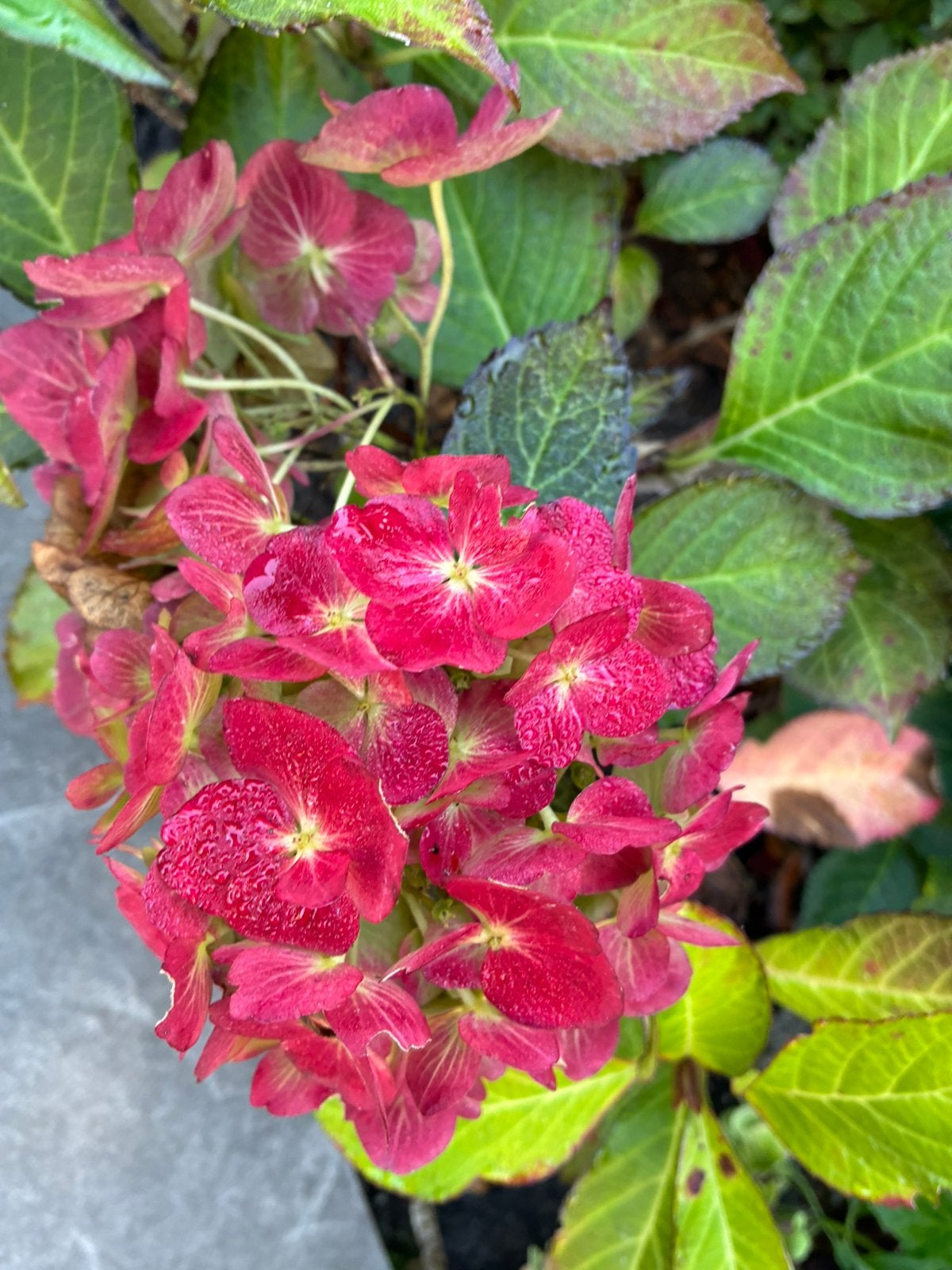 10 hortensia’s, Ophalen, Overige soorten, Halfschaduw