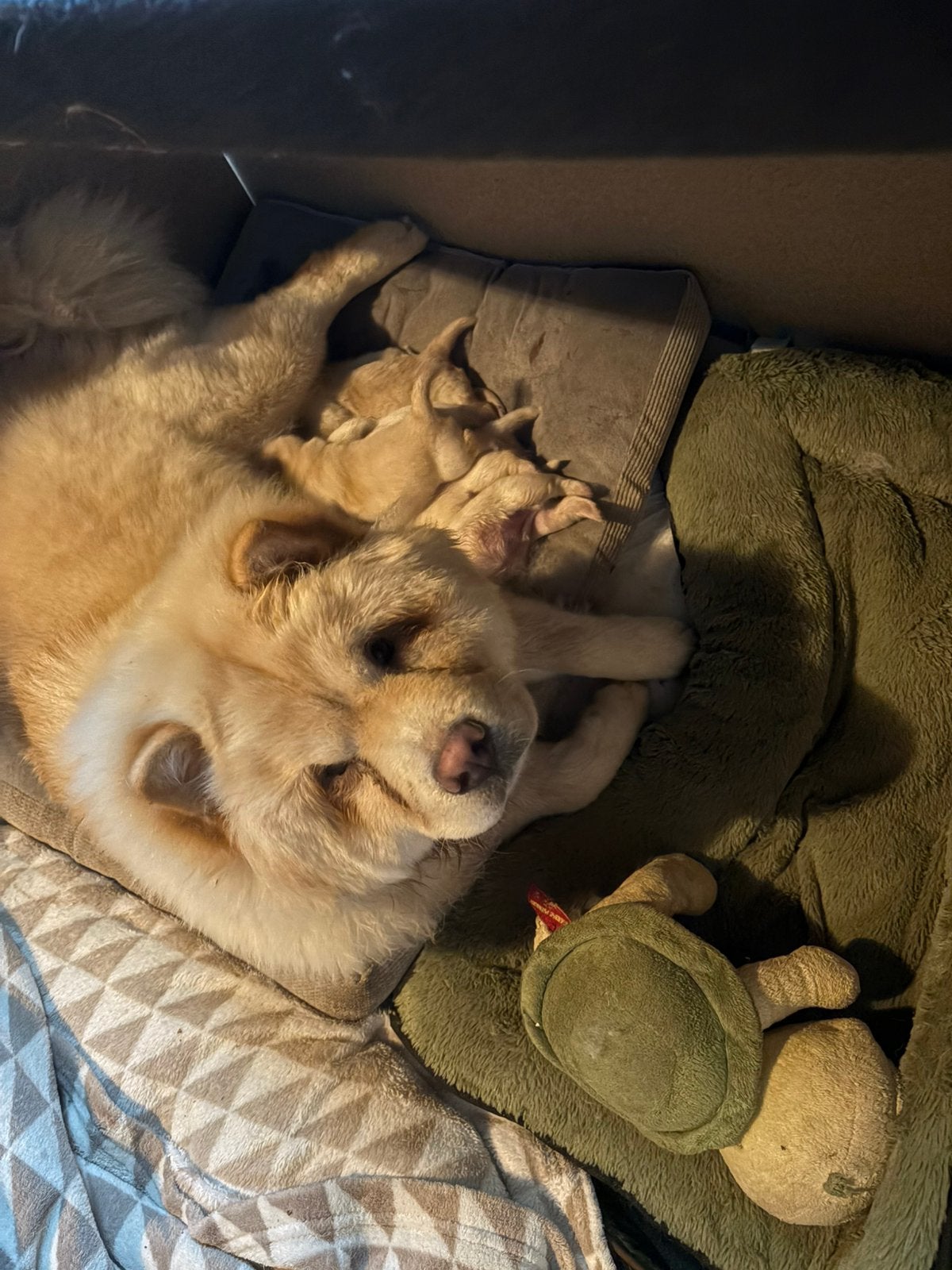 Lieve Chow Chows pubs geboren zoeken straks een fijn huis ., Overige rassen, 8 tot 15 weken, Parvo, Meerdere