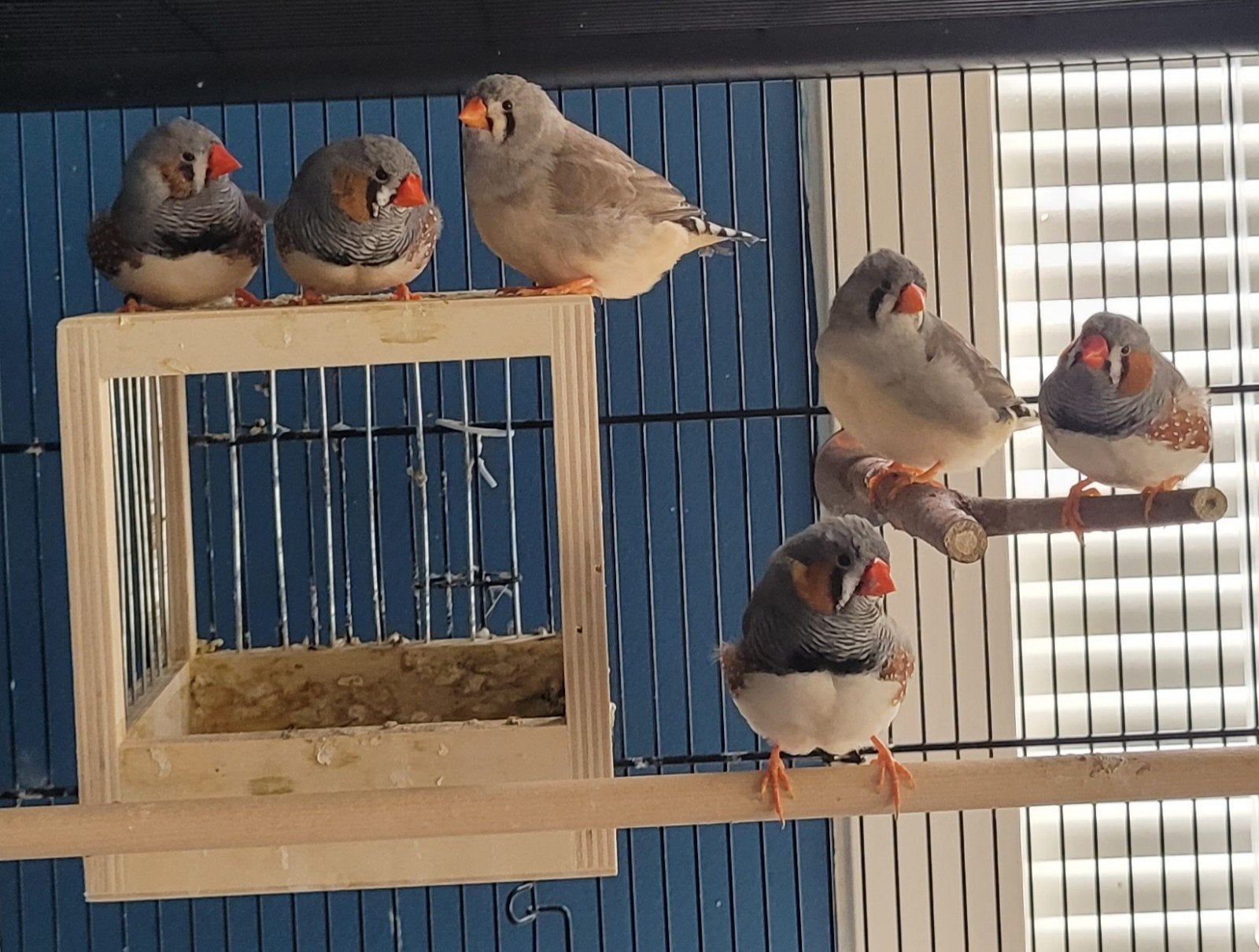 Jonge mooie zebravinken, Dieren en Toebehoren, Vogels | Overige Vogels, Meerdere dieren