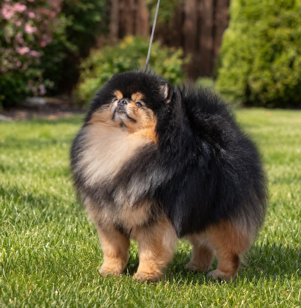 Pomeranian dekreu (FCI), Reu, 1 tot 2 jaar, Parvo, Eén hond