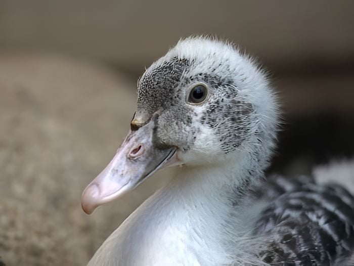 Muskuseenden, Dieren en Toebehoren, Meerdere dieren, Eend