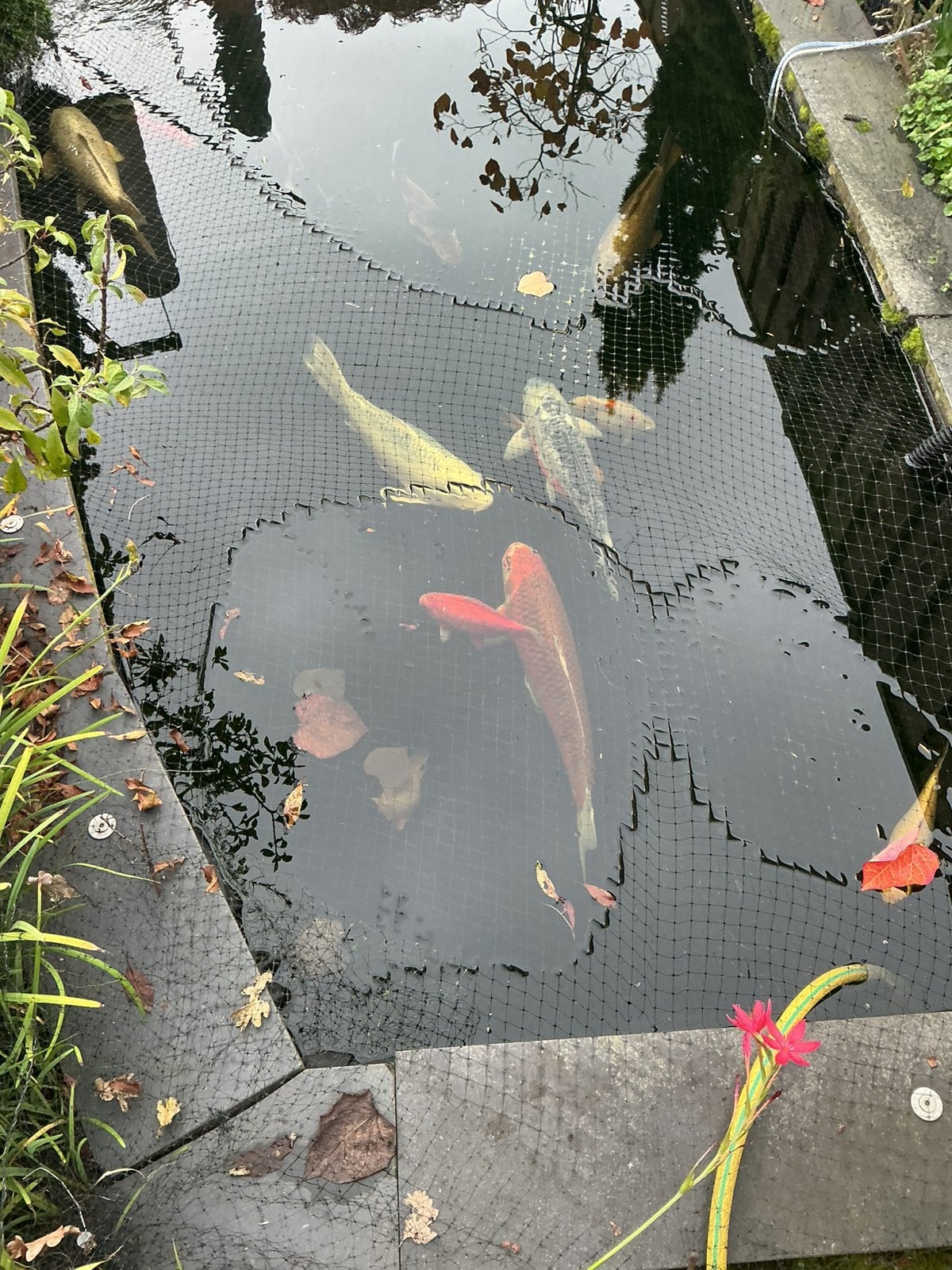 Koi karpers en extra zaken voor de vijver, Karper of Koi