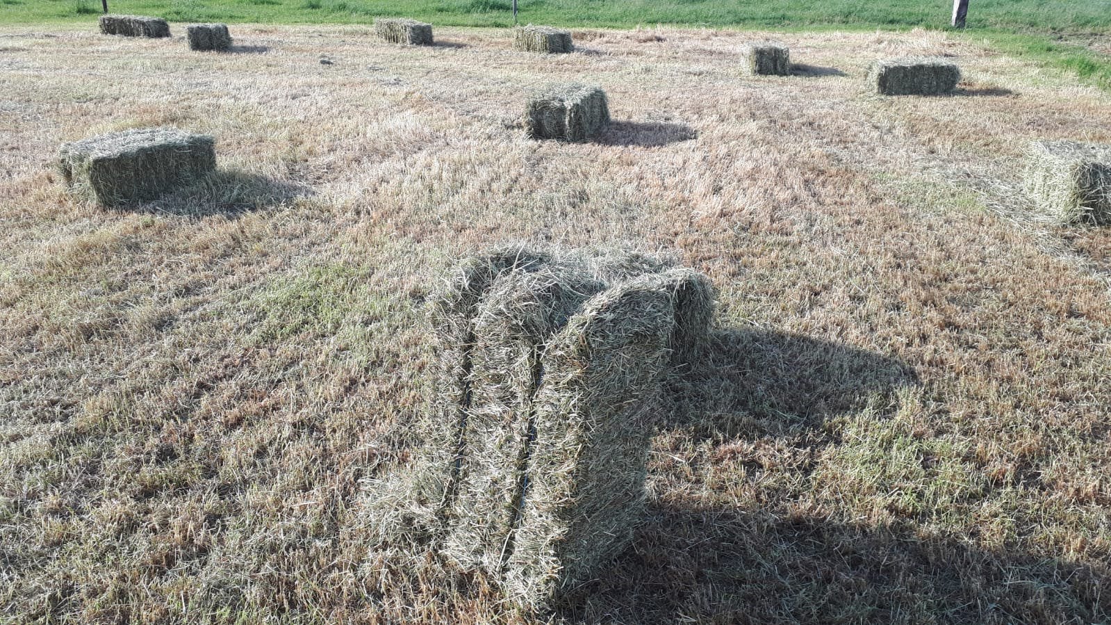 Hooibalen, topkwaliteit, eerste snede 2026, Dieren en Toebehoren, Ophalen, Overige soorten