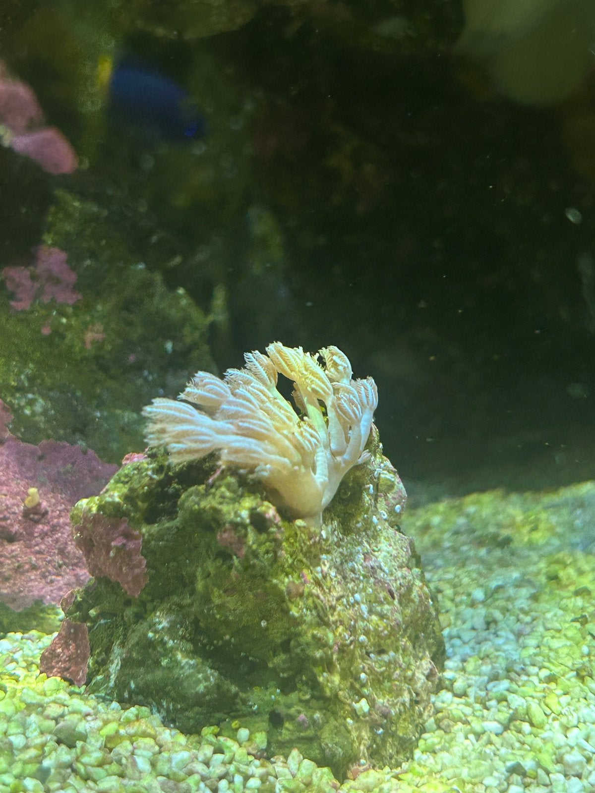 Pulsing xenia stek op steen (xenia umbellata), Dieren en Toebehoren, Ophalen