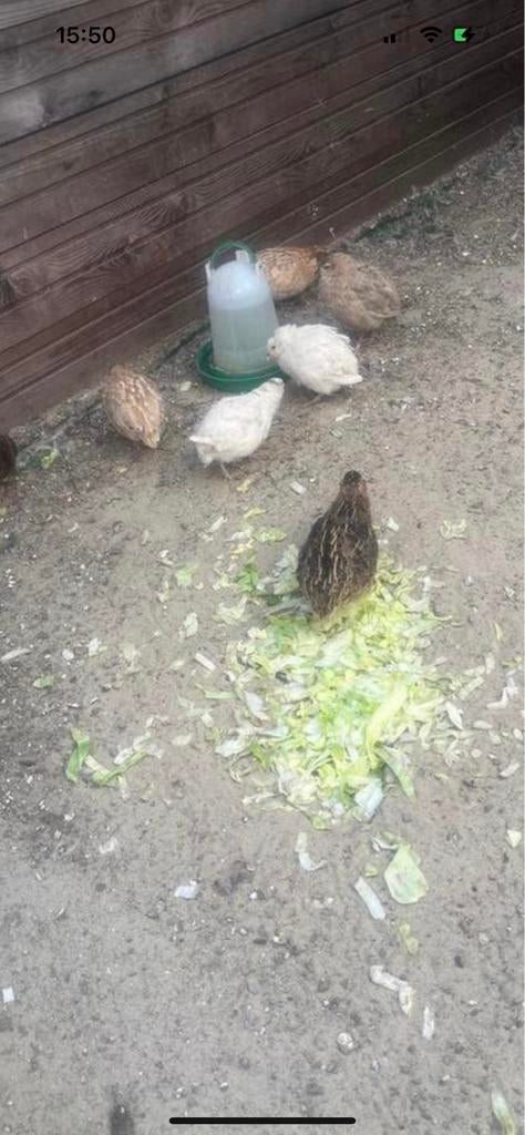 JAPANSE KWARTELS (HANEN) !!, Dieren en Toebehoren, Mannelijk, Overige soorten