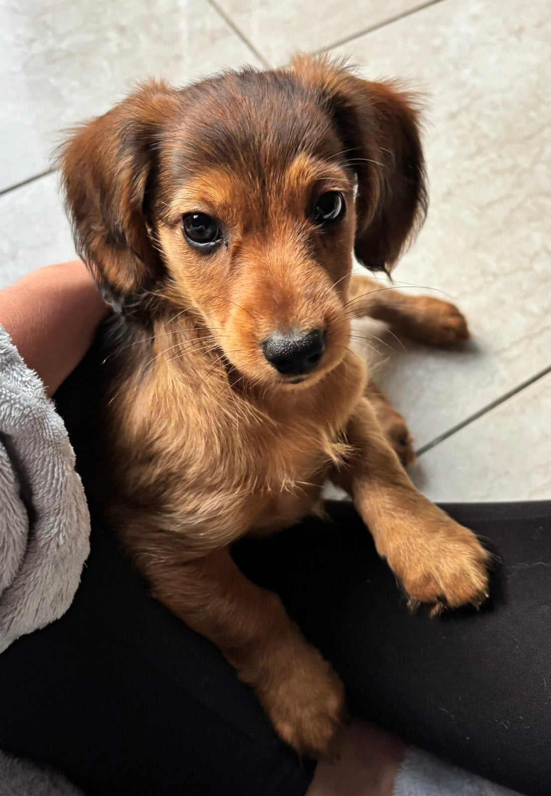 Teckelpups, Dieren en Toebehoren, Parvo, 8 tot 15 weken, Dwerg, Langhaar