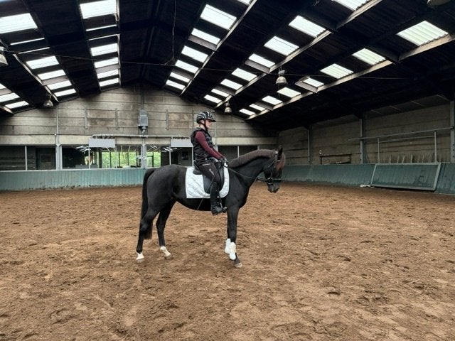Leuke pony gereden en betuigd, Ruin, E pony (1.48m - 1.57m), Met stamboom, 7 tot 10 jaar