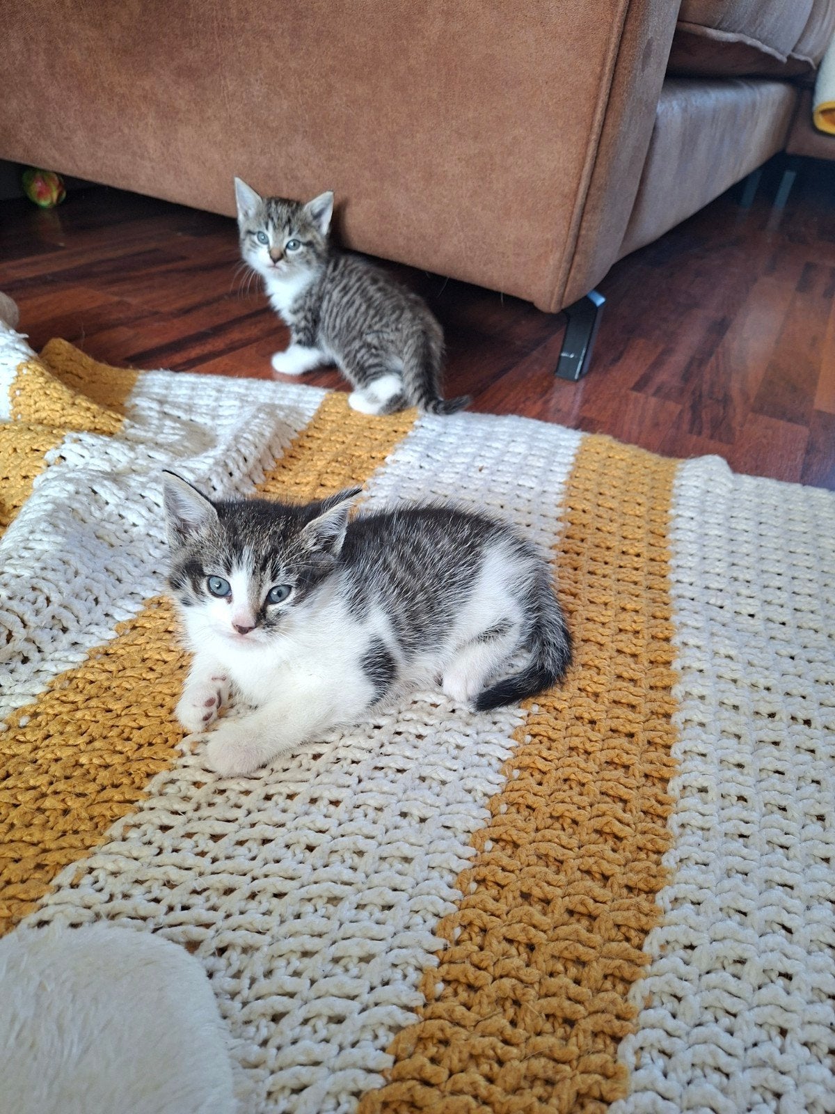 Kittens te koop, Meerdere dieren