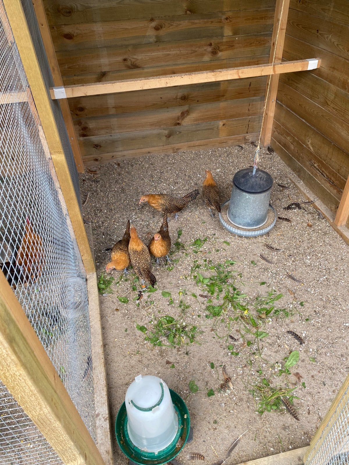 Trio friese goudpel kriel kippen, Dieren en Toebehoren, Meerdere dieren, Kip