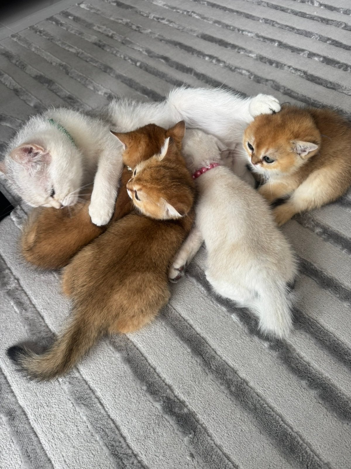 Britse Korthaar kittens Black Golden & Silver Shaded, Dieren en Toebehoren, Meerdere dieren, Ontwormd