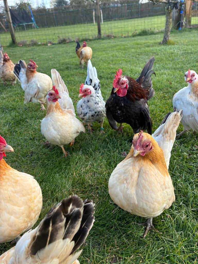 Broedeieren ayam serama, Ophalen, Nieuw, Overige typen