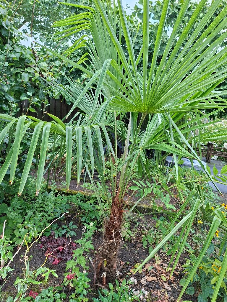 Palmboom, Tuin en Terras, Planten | Bomen, 100 tot 250 cm, Zomer, Palmboom, Ophalen