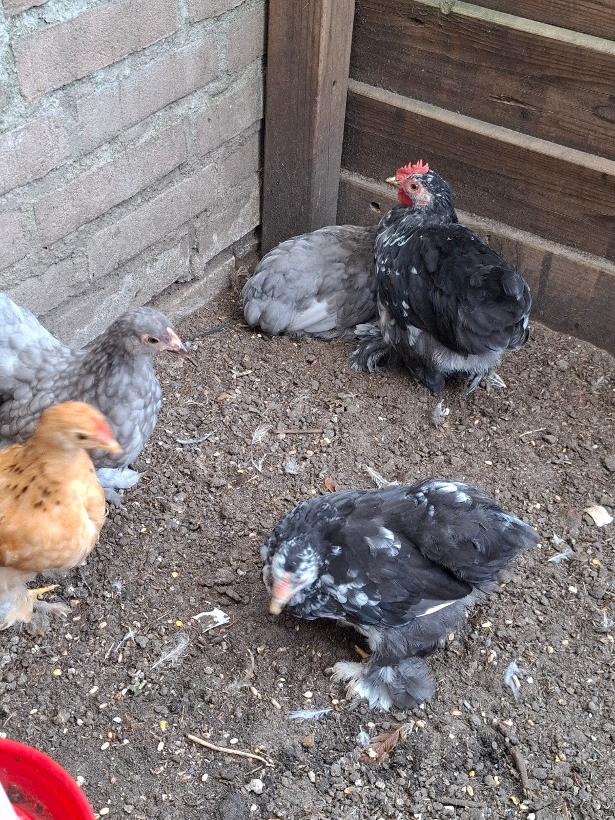 cochin kriel, Dieren en Toebehoren, Pluimvee, Meerdere dieren, Kip