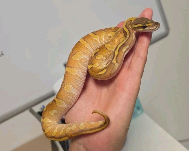 Blackhead Butter Enchi Hypo️