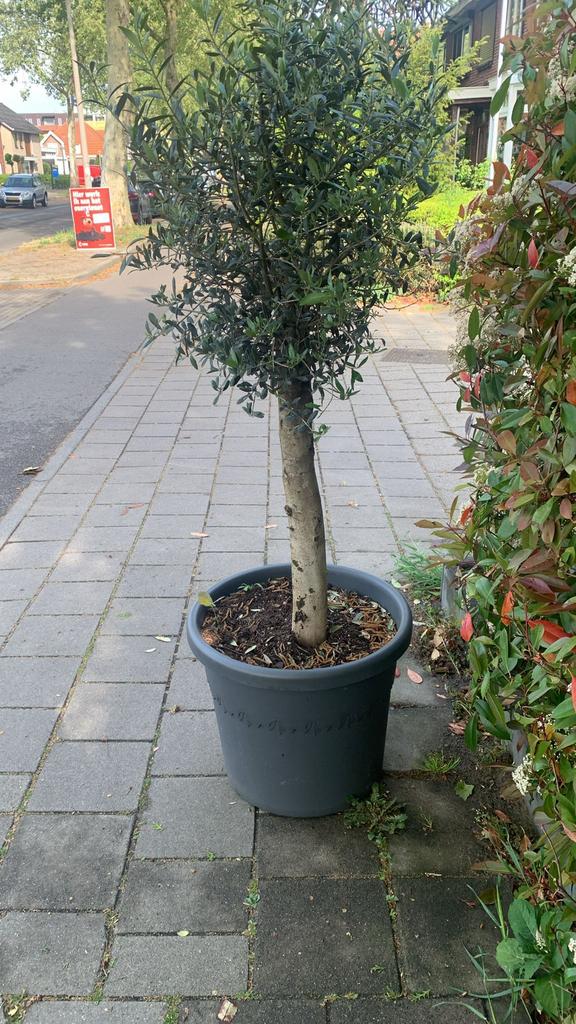 Olijfboom Mooie dikke stam, Tuin en Terras, Planten | Bomen, Ophalen of Verzenden, 100 tot 250 cm, Olijfboom, Zomer