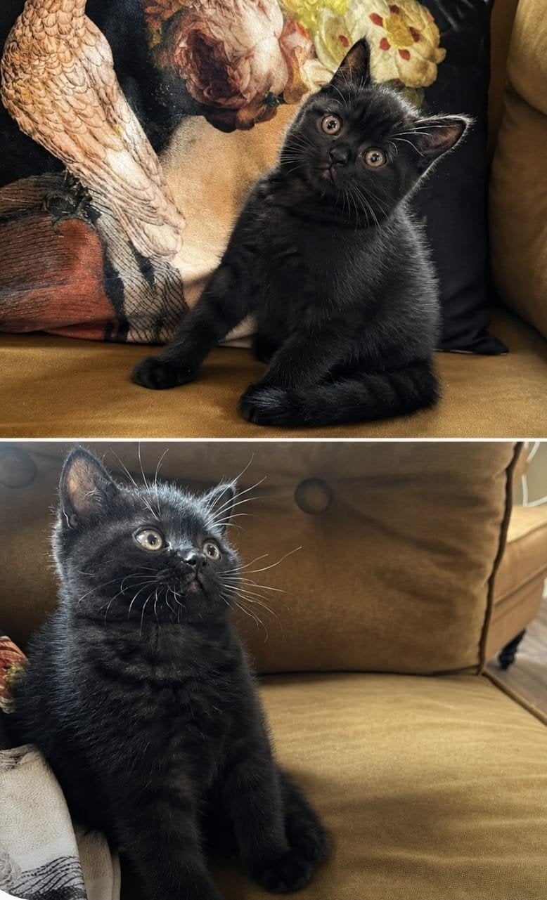 2 lieve brits britse korthaar katers  per direct beschikbaar, Kater