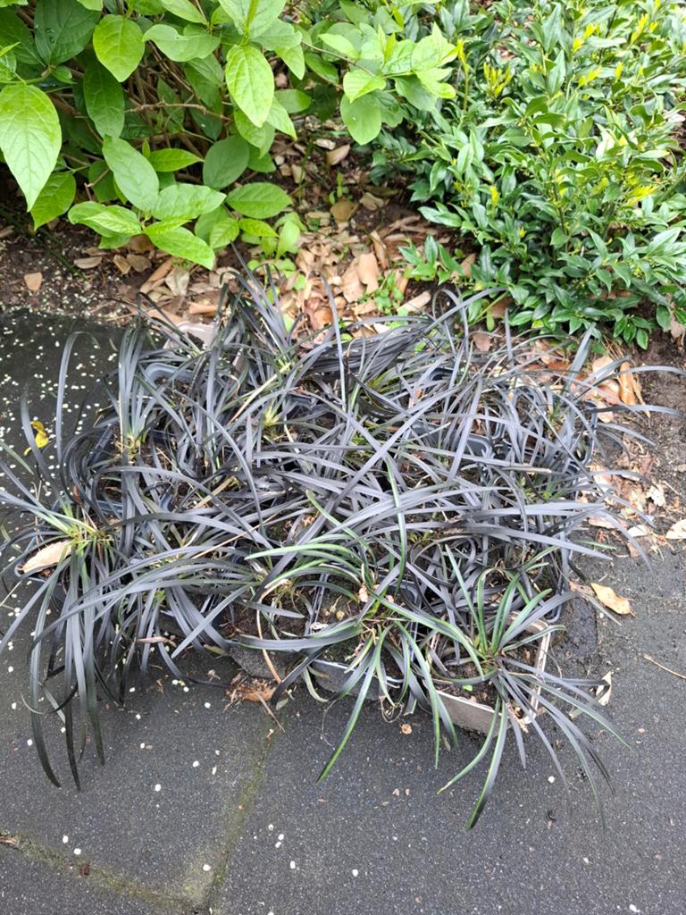 Zwart Gras / Slangenbaard (Ophiopogon planiscapus 'Niger'), Tuin en Terras, Ophalen, Vaste plant, Siergrassen, Halfschaduw