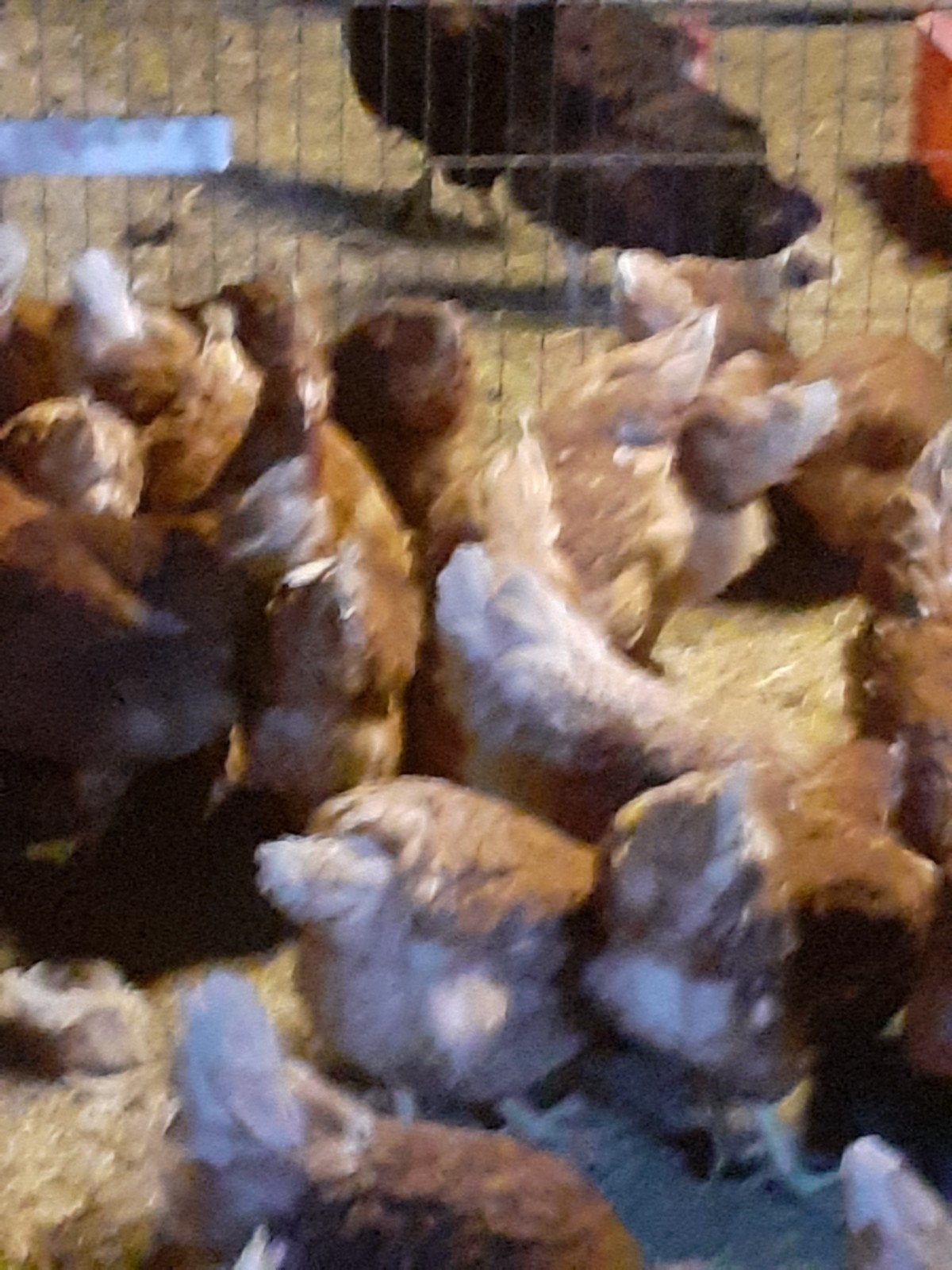 lohman leg kippen, Dieren en Toebehoren