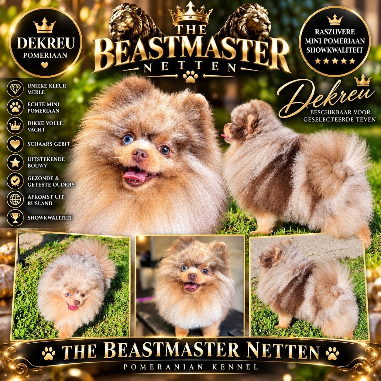 **Exclusieve chocolade tan merle Pomeriaan reu 2,5 jaar oud, 1 tot 2 jaar, Eén hond, CDV (hondenziekte), Nederland