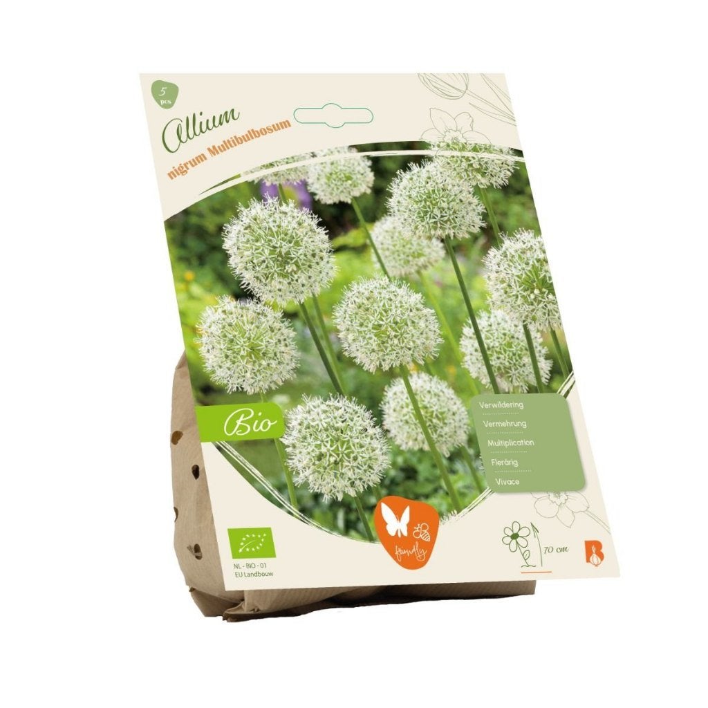 Sierui (Allium nigrum) BIOLOGISCH, Ophalen of Verzenden, Najaar, Volle zon, Bloembol