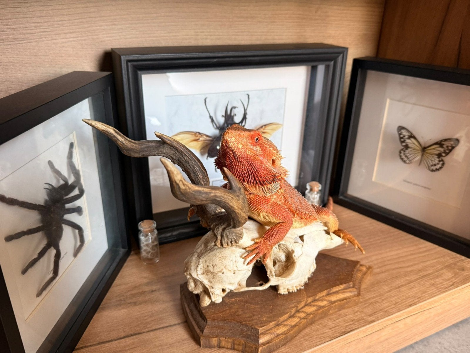 Baardagaam man Bearded Dragon photo 2