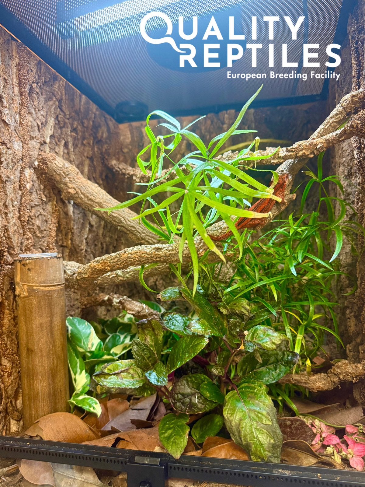 Rode pinstripe Gargoyle gekko’s met of zonder terrarium, Hagedis, 0 tot 2 jaar