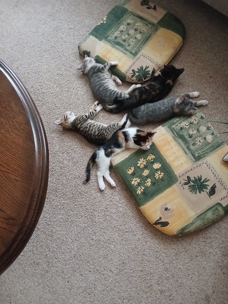 kittens, Meerdere dieren, Ontwormd, 0 tot 2 jaar