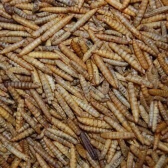 't Dijkje Black Soldier Fly Meelwormen 10kg, Ophalen of Verzenden, Pluimvee