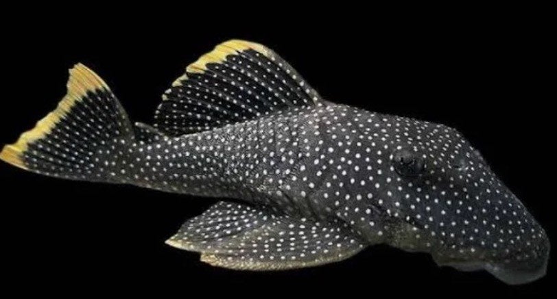 L081 Pleco Baryancistrus sp. 7-8 cm, Vis, Zoetwatervis