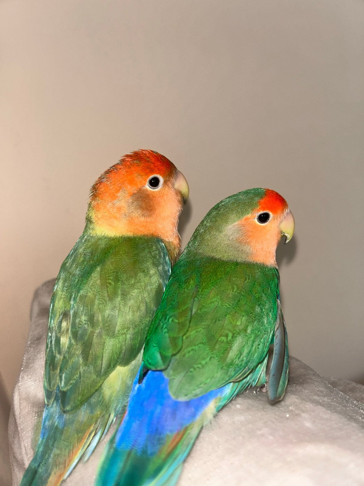 2 dwergpapegaai met kooi