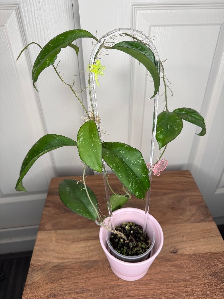Hoya yuna met peduncle, Ophalen of Verzenden, Halfschaduw, Minder dan 100 cm