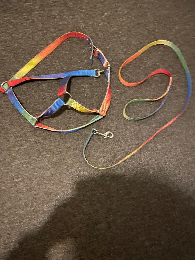 Halster met halstertouw maat Cob, Dieren en Toebehoren, Paarden en Pony's | Hoofdstellen en Tuigage, Ophalen of Verzenden, Zo goed als nieuw