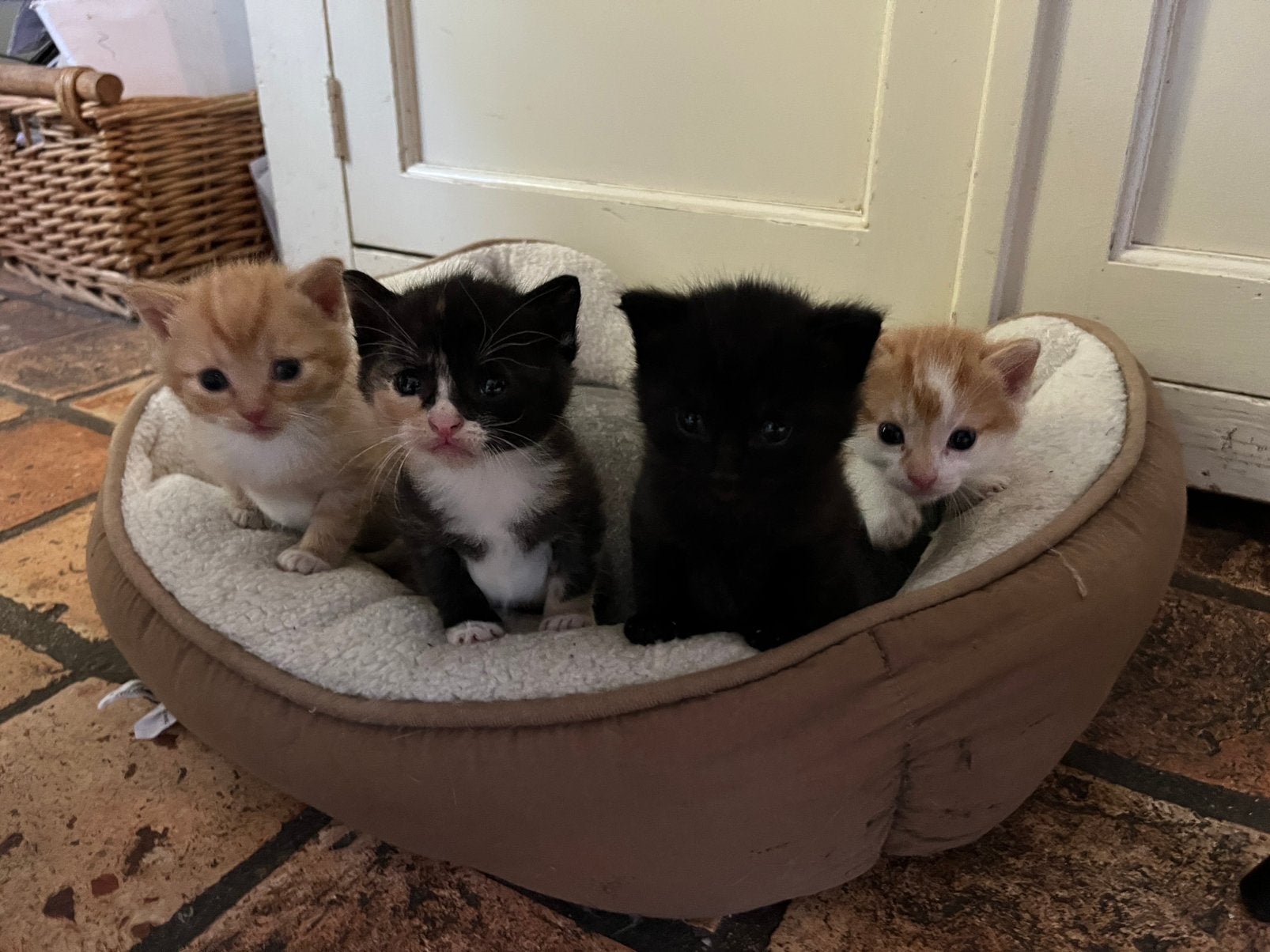 Lieve kittens rode kater lapjes kat, Meerdere dieren