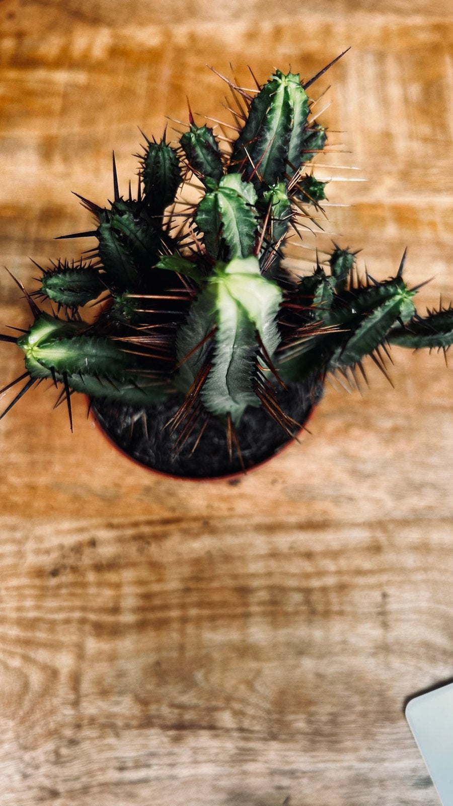 Decoratieve Euphorbia Trigona Cactus  7, Huis en Inrichting, Kamerplanten, Ophalen