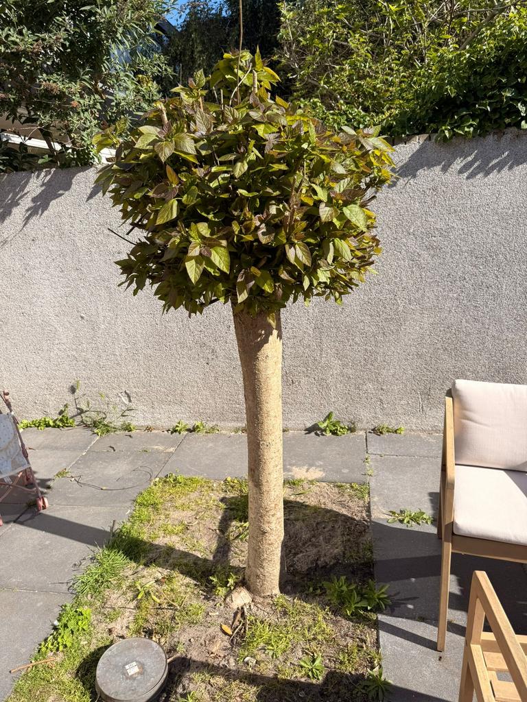 Bol catalpa, Tuin en Terras, Planten | Bomen, Overige soorten, 100 tot 250 cm, Zomer, Ophalen