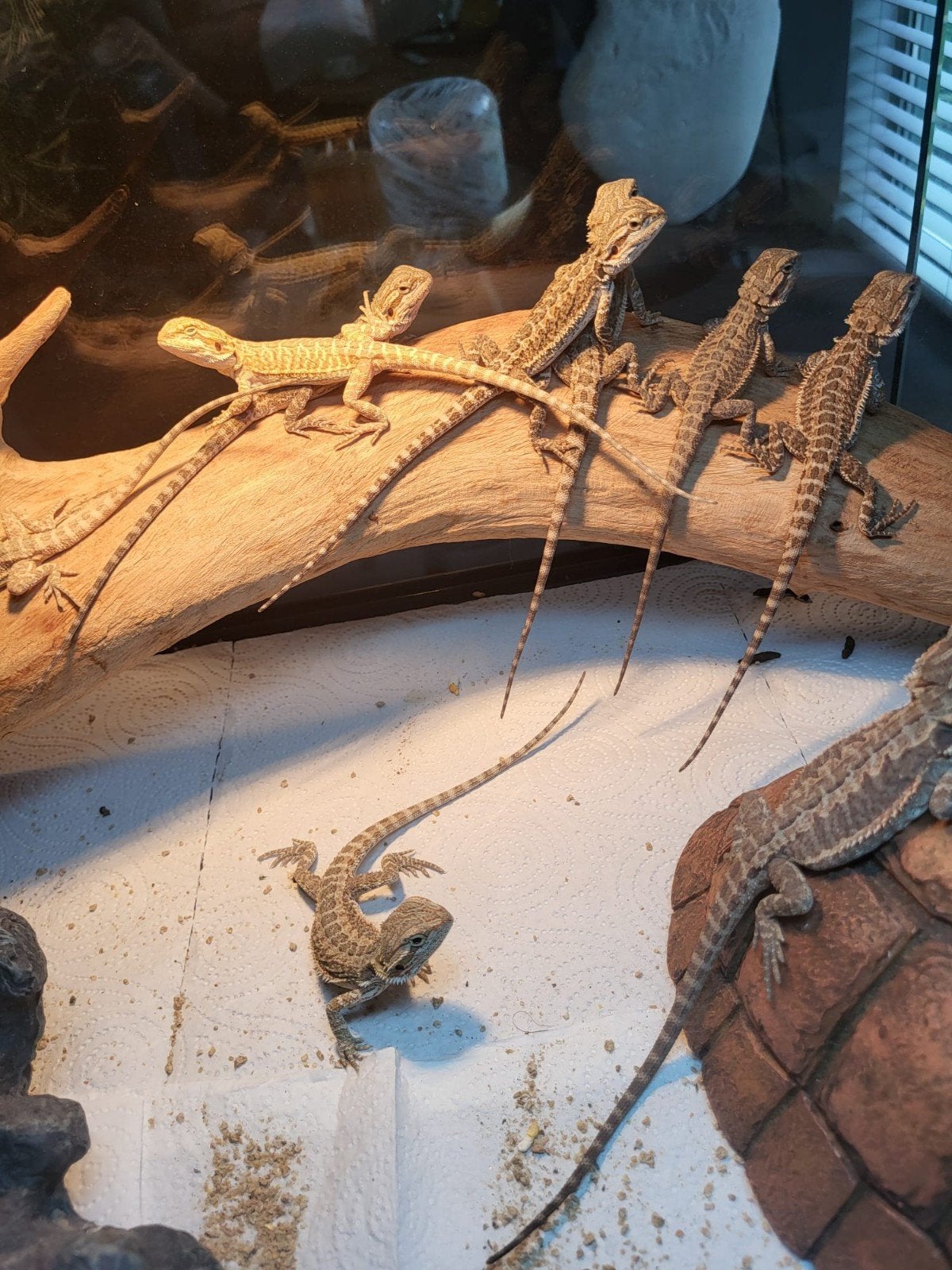 Laatste stuks baby baardagamen te koop, Hagedis, Tam, 0 tot 2 jaar