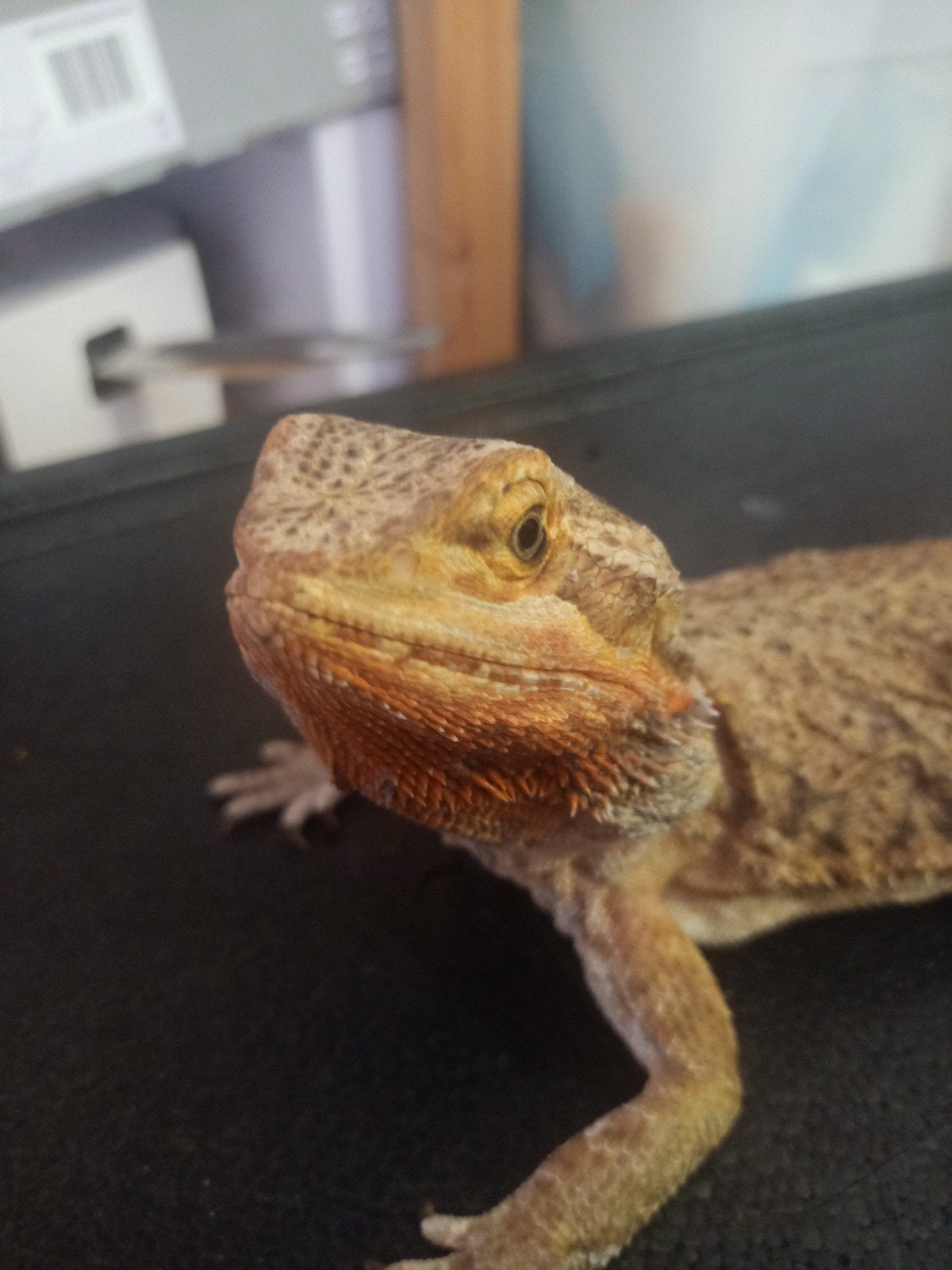 Baardagaam Vrouw Leatherback