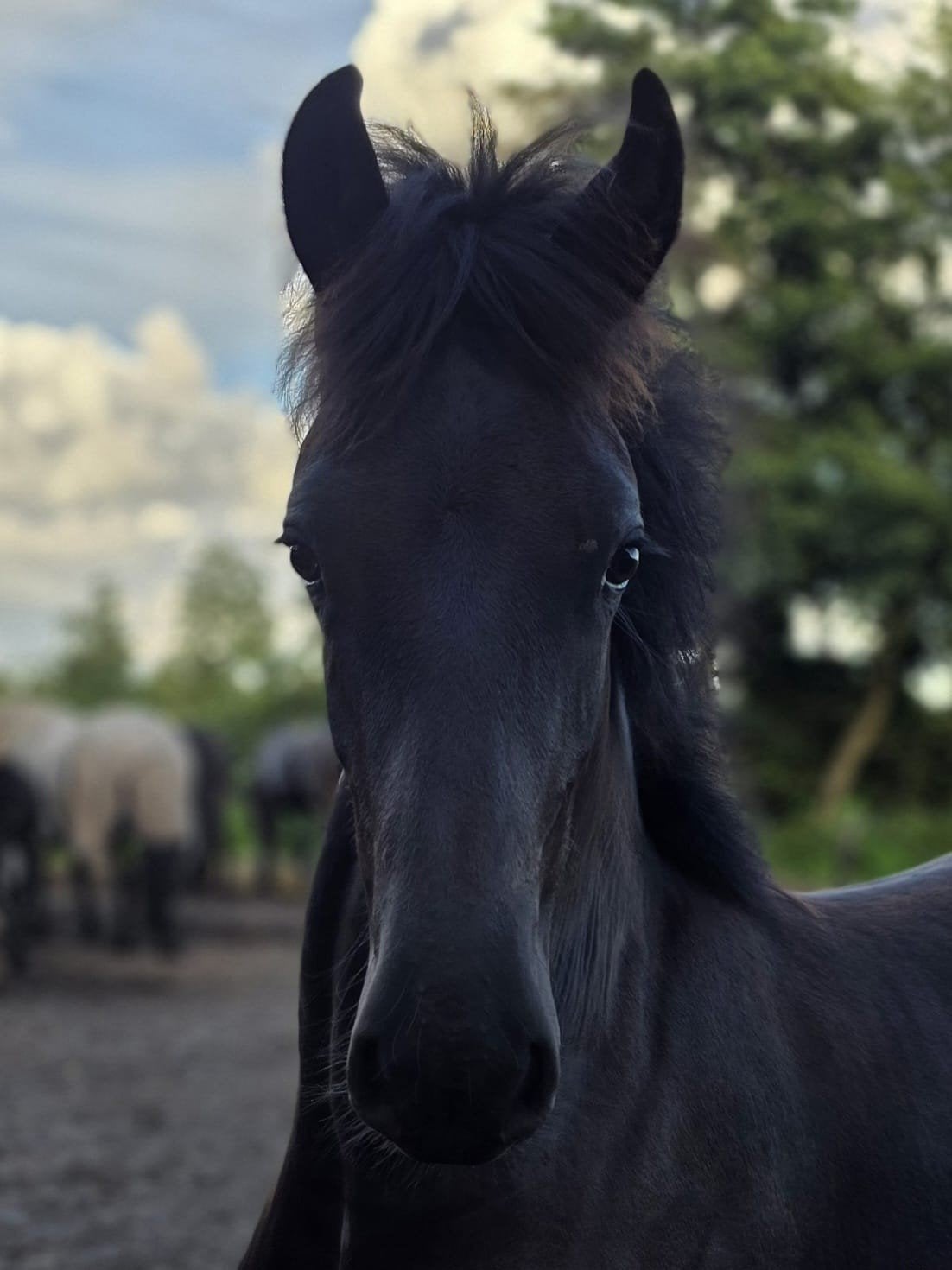 Veelbelovend vol papier Fries hengstveulen (Kanne x Yme), Dieren en Toebehoren, Hengst, 0 tot 2 jaar