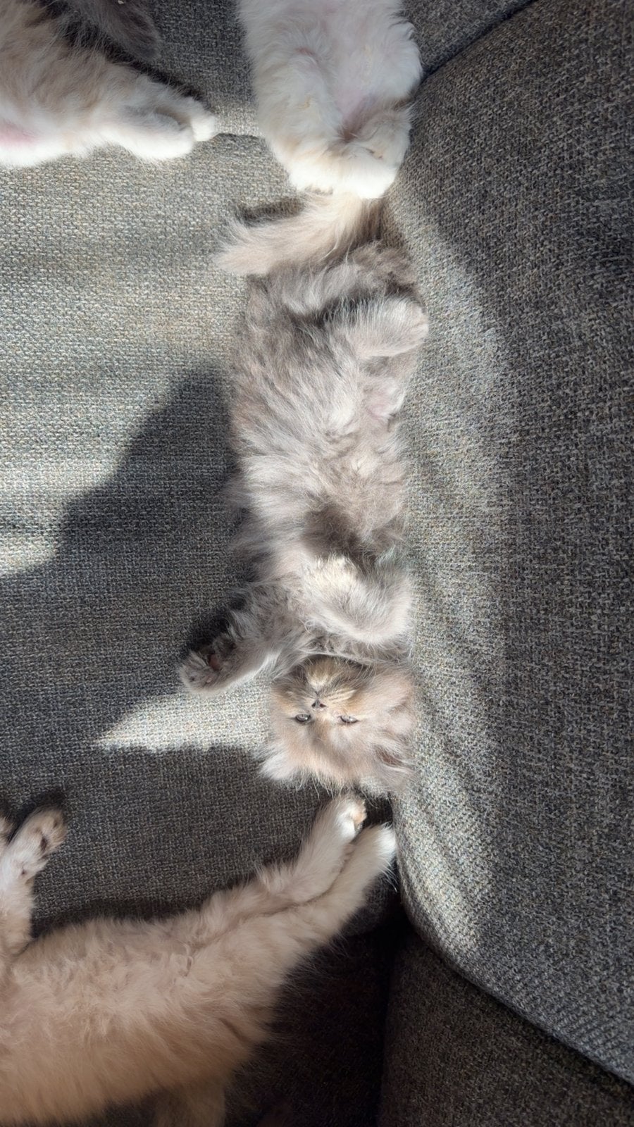 Kittens, Meerdere dieren