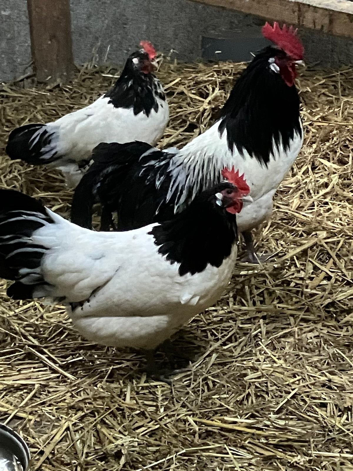 Lakenvelder kippen trio, Dieren en Toebehoren, Pluimvee, Meerdere dieren, Kip
