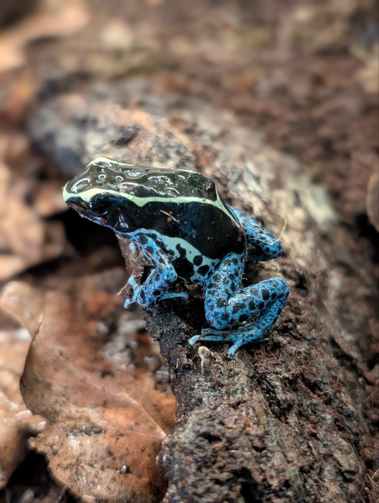 Dendrobates "Grijspoot" Frog - unknown for sale from NKexotics nl